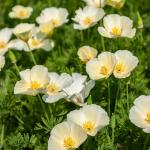 Fleurs - Eschscholtzia Blanc - face recto